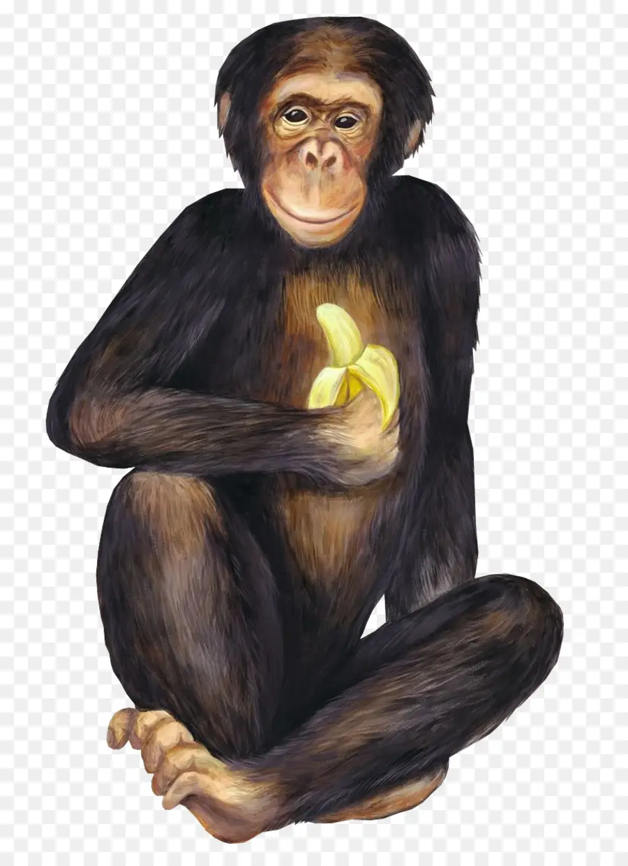 банановый кетчуп，шимпанзе PNG