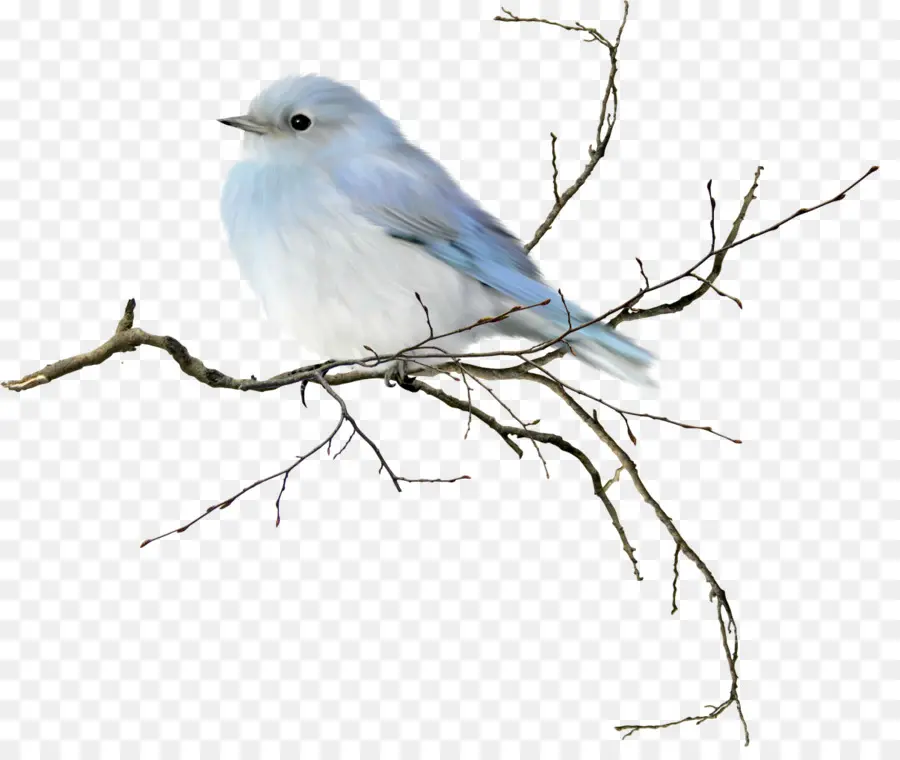 птица，гора Bluebird PNG