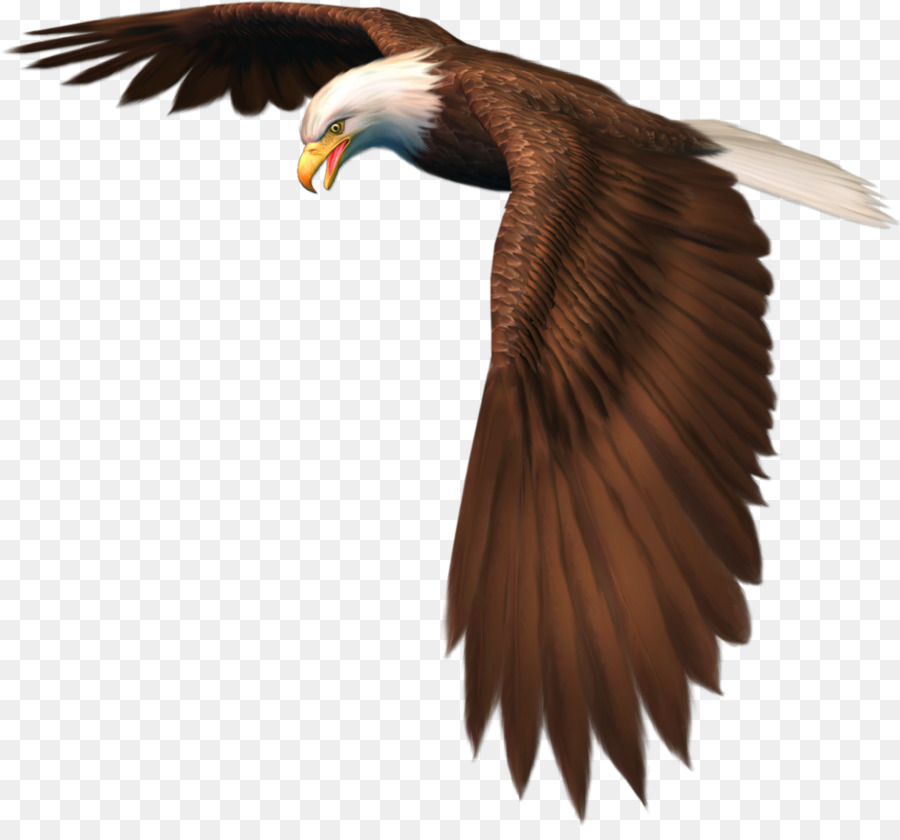 птица，Орел PNG
