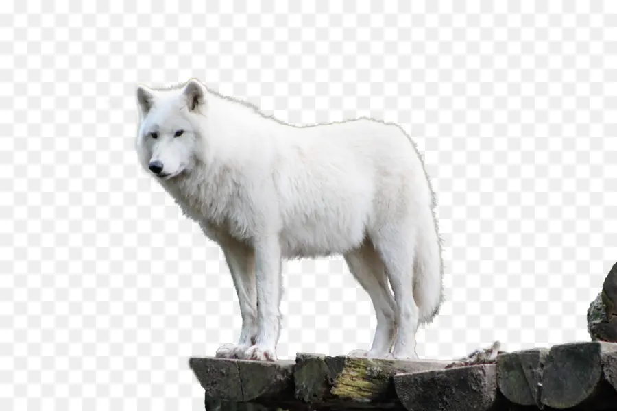 собака，аляскинский тундровый волк PNG