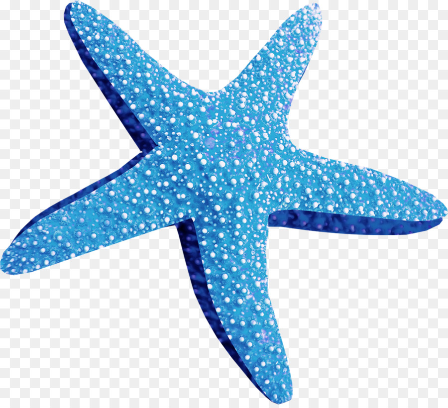 морская звезда，компьютерные иконки PNG