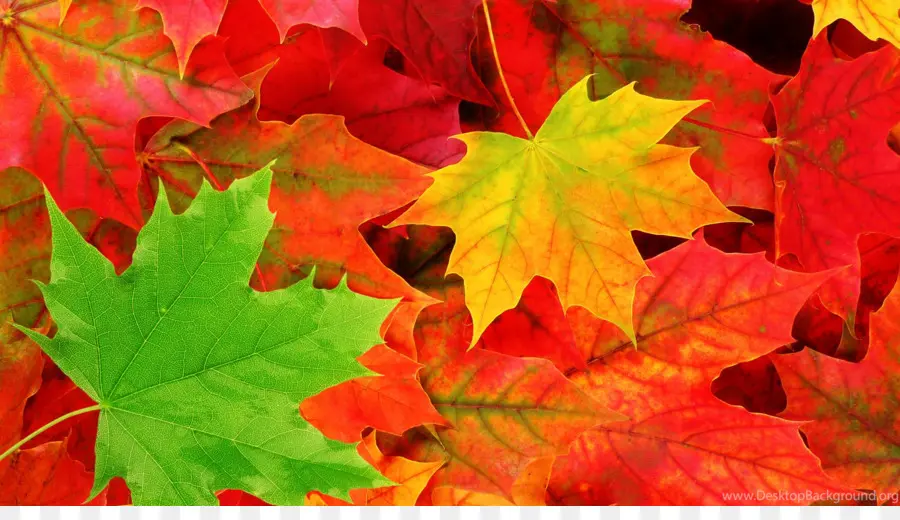 осенняя окраска листьев，осень PNG