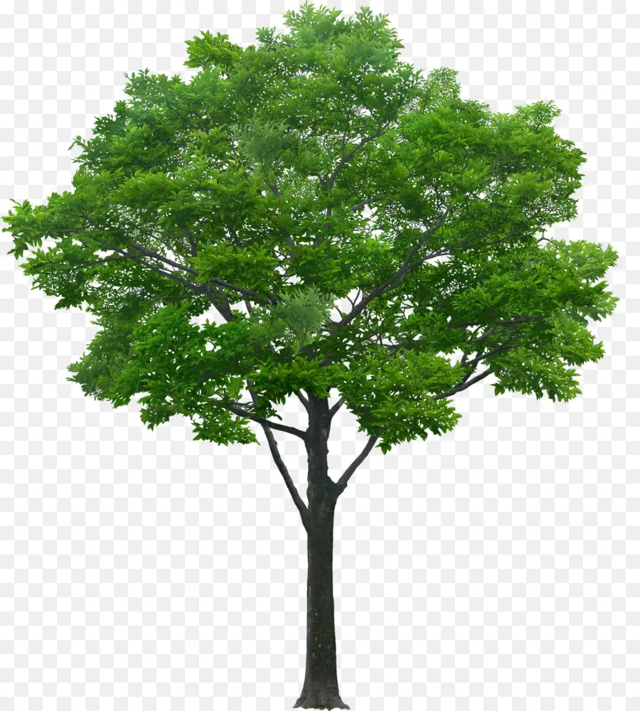 дерево，южные магнолии PNG
