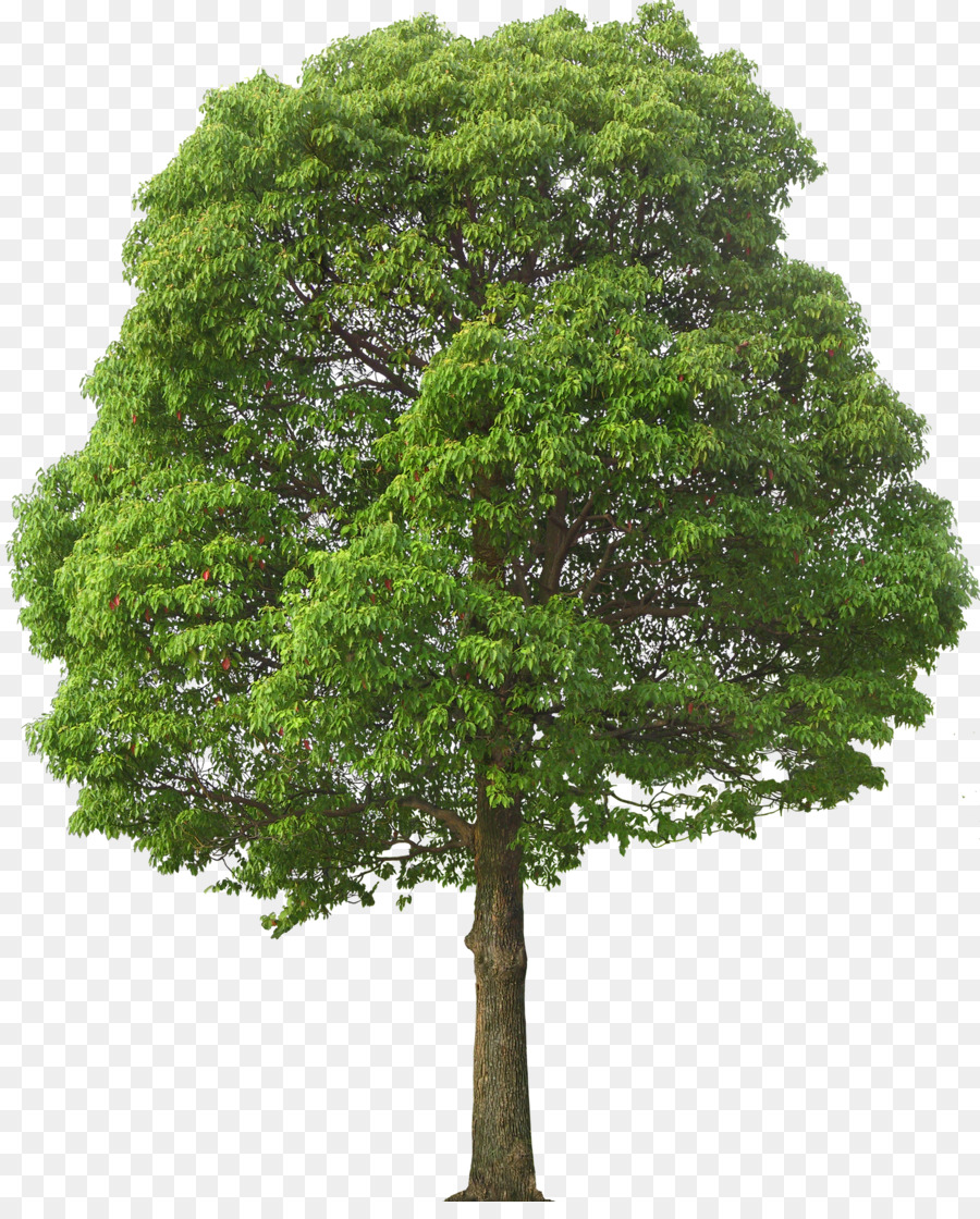 дерево，Уиллоу PNG