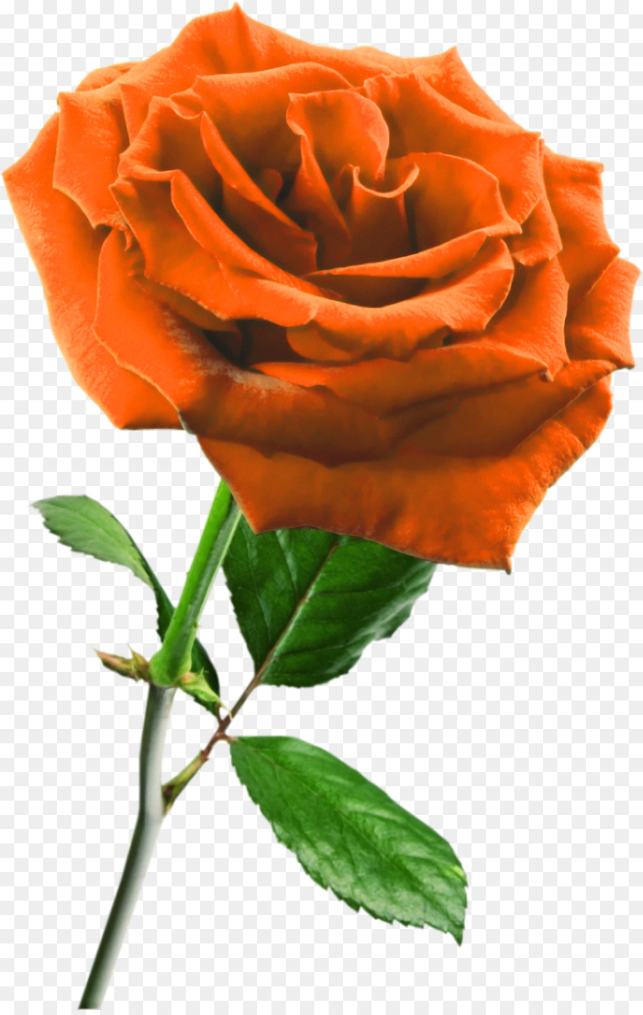 роза сайте галлика，голубая роза PNG