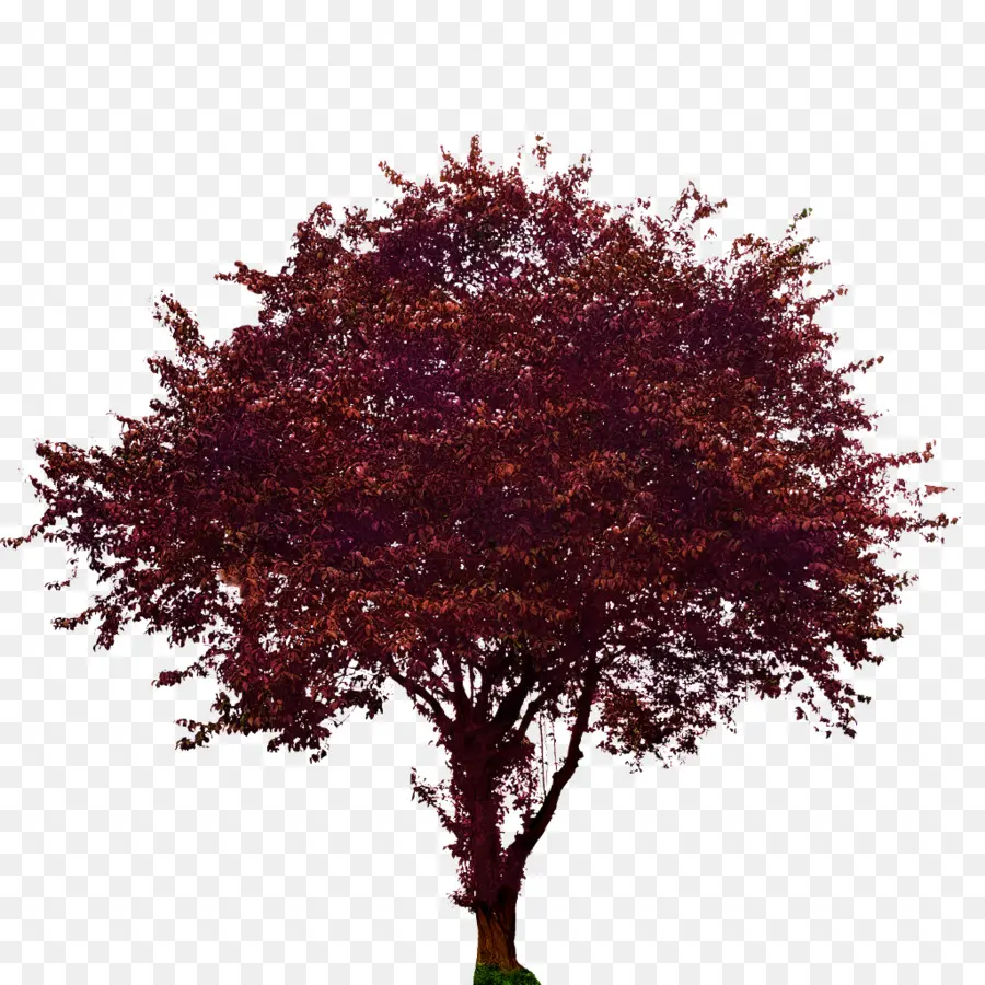 дерево，кленовый PNG