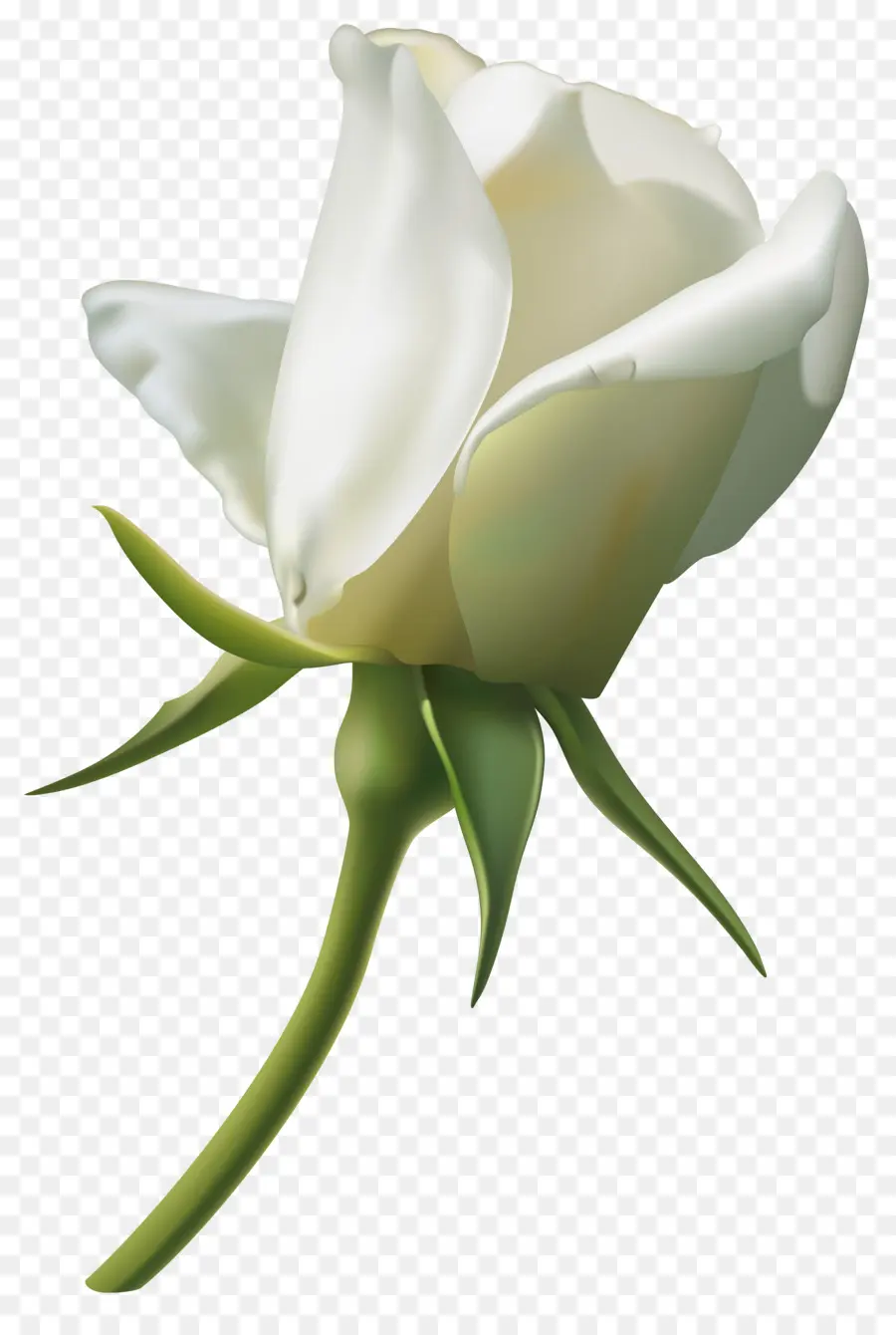 роза，белый PNG