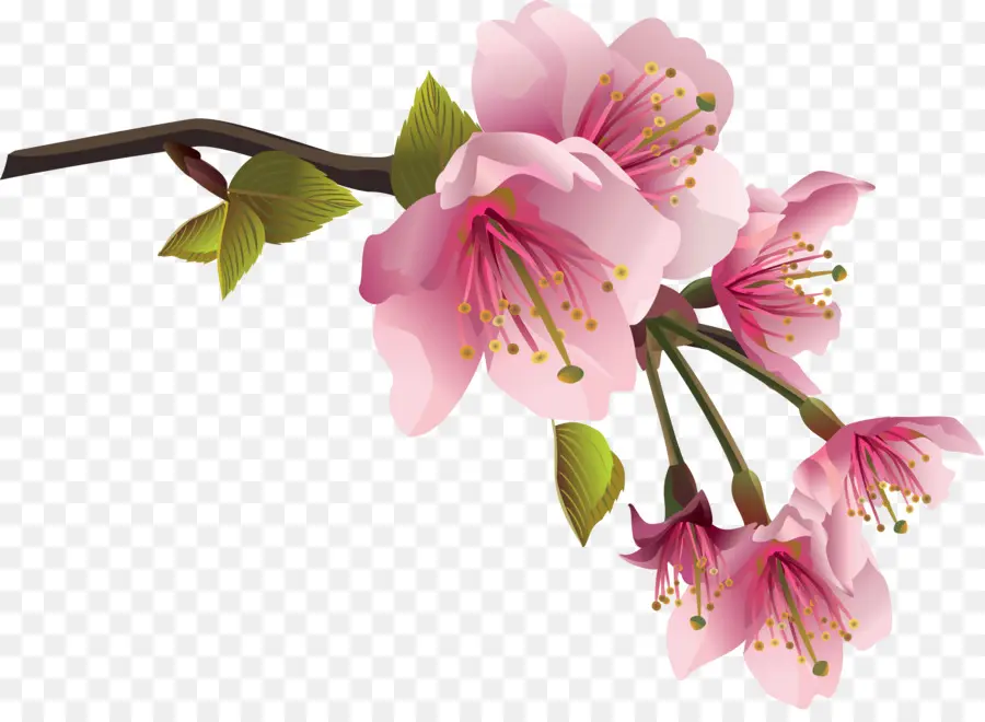 цветок，весна PNG