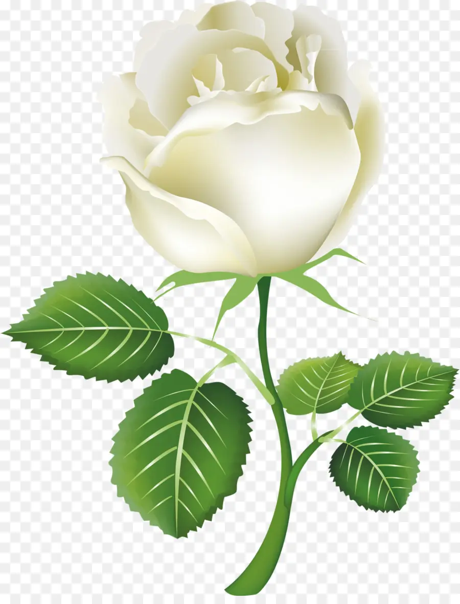 роза，белый PNG