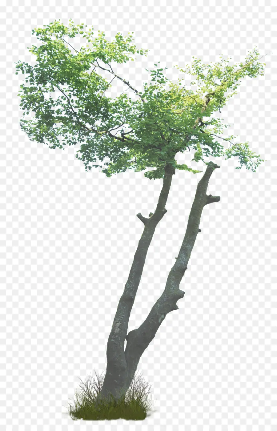 дерево，какие деревья PNG