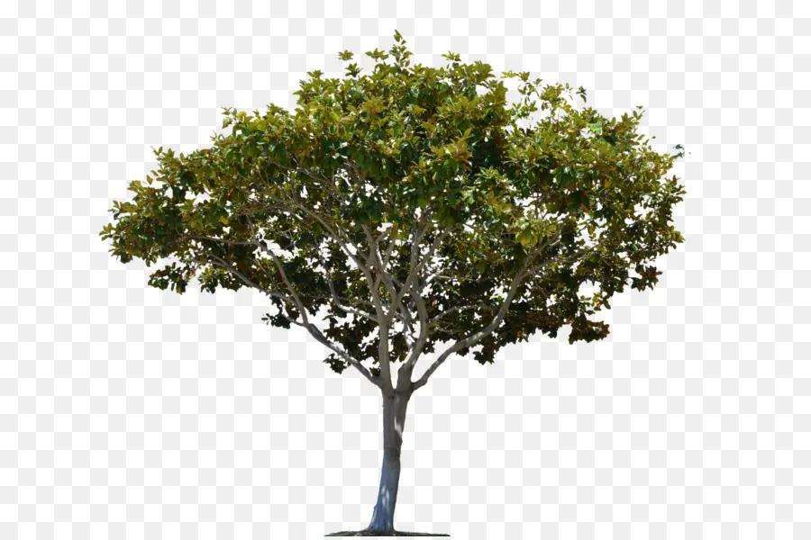 дерево，видеоматериал PNG