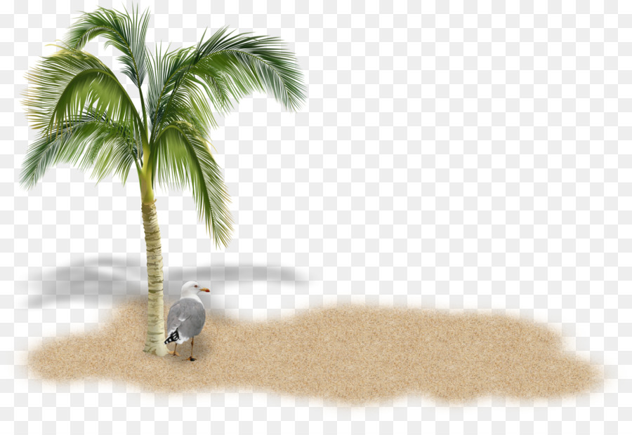 Stock Photography，Arecaceae PNG