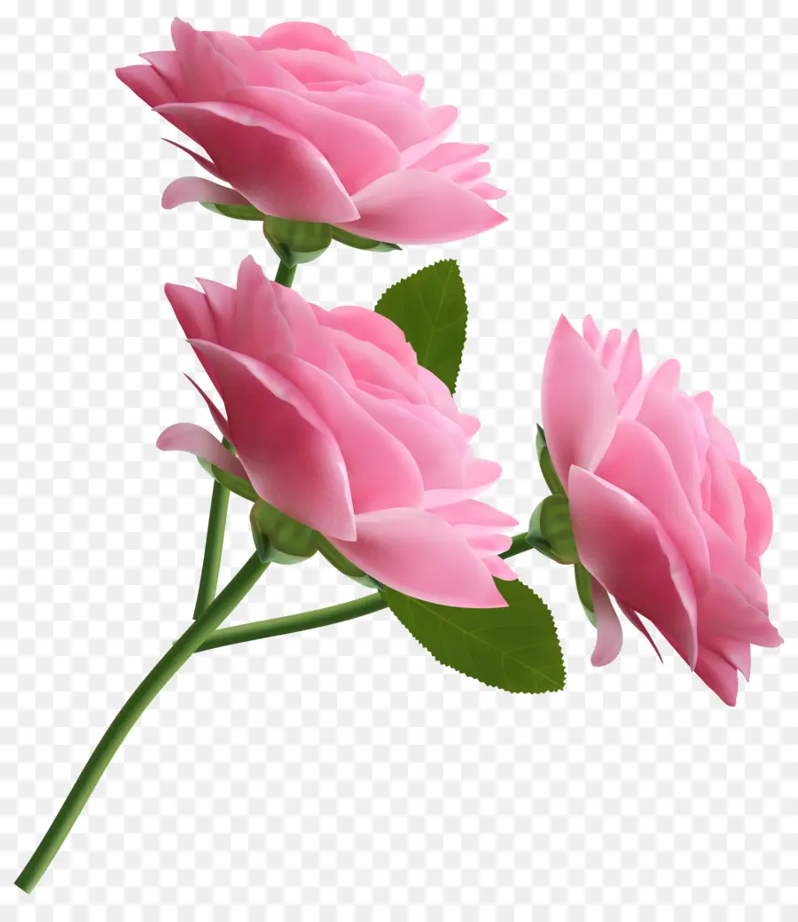 роза，розовый PNG