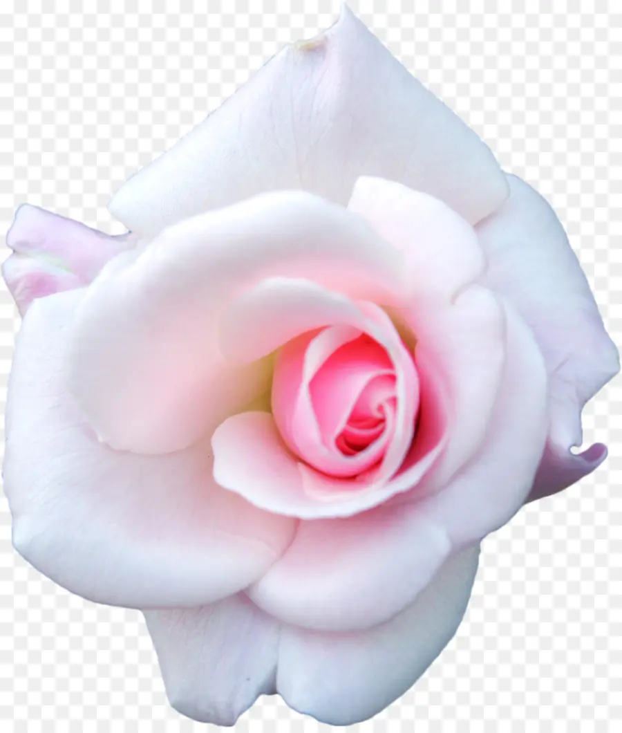 розы сентифолии，белый PNG