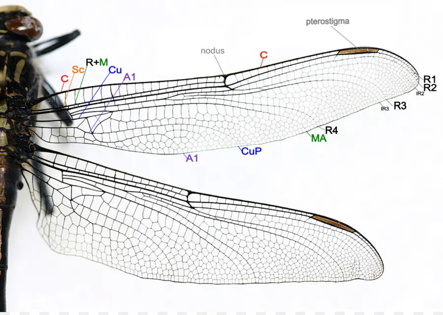 Крылья стрекозы，Стрекоза PNG