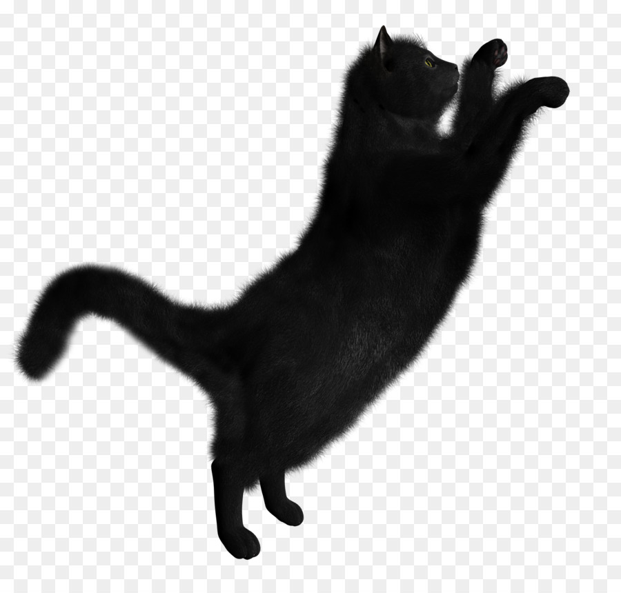 Черная кошка，кошачий PNG