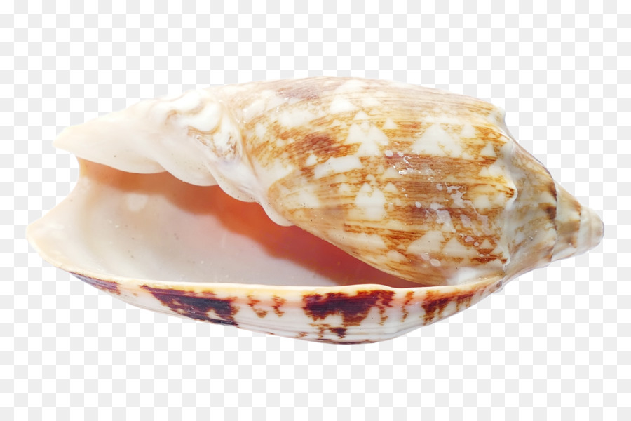 моллюск，ракушек PNG