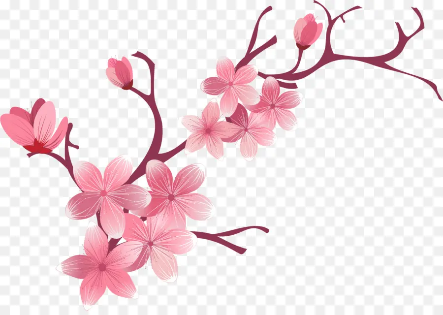 вишни，цветок PNG