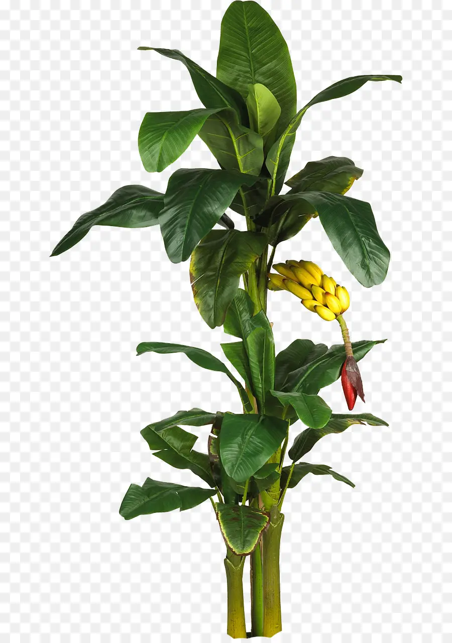 банан，дерево PNG