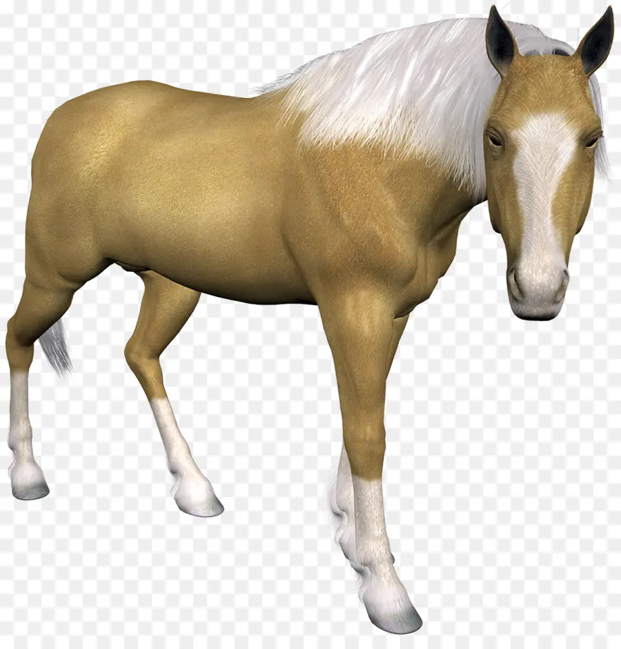 лошадь，ишак PNG