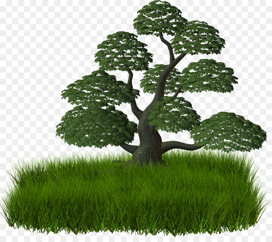 кустарник，дерево PNG