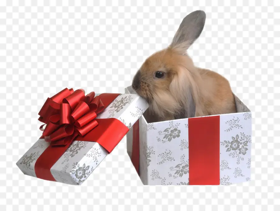 кролик，подарок PNG