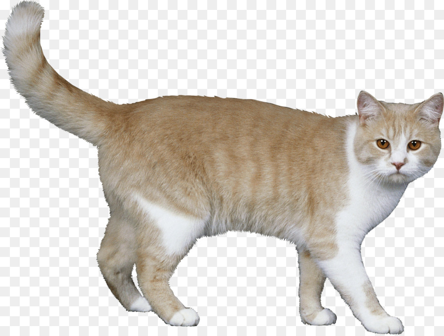 Кот，Домашний питомец PNG