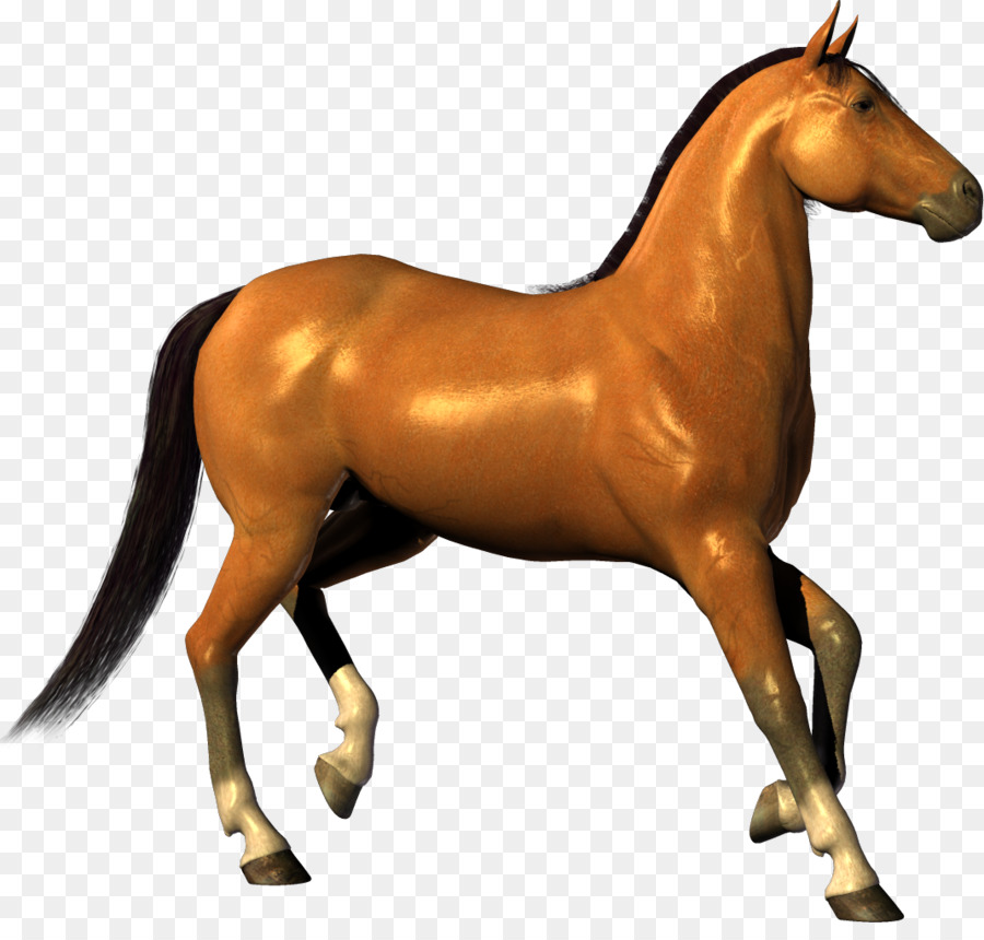 лошадь，эогиппус PNG
