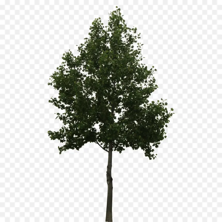 дерево，дуб PNG