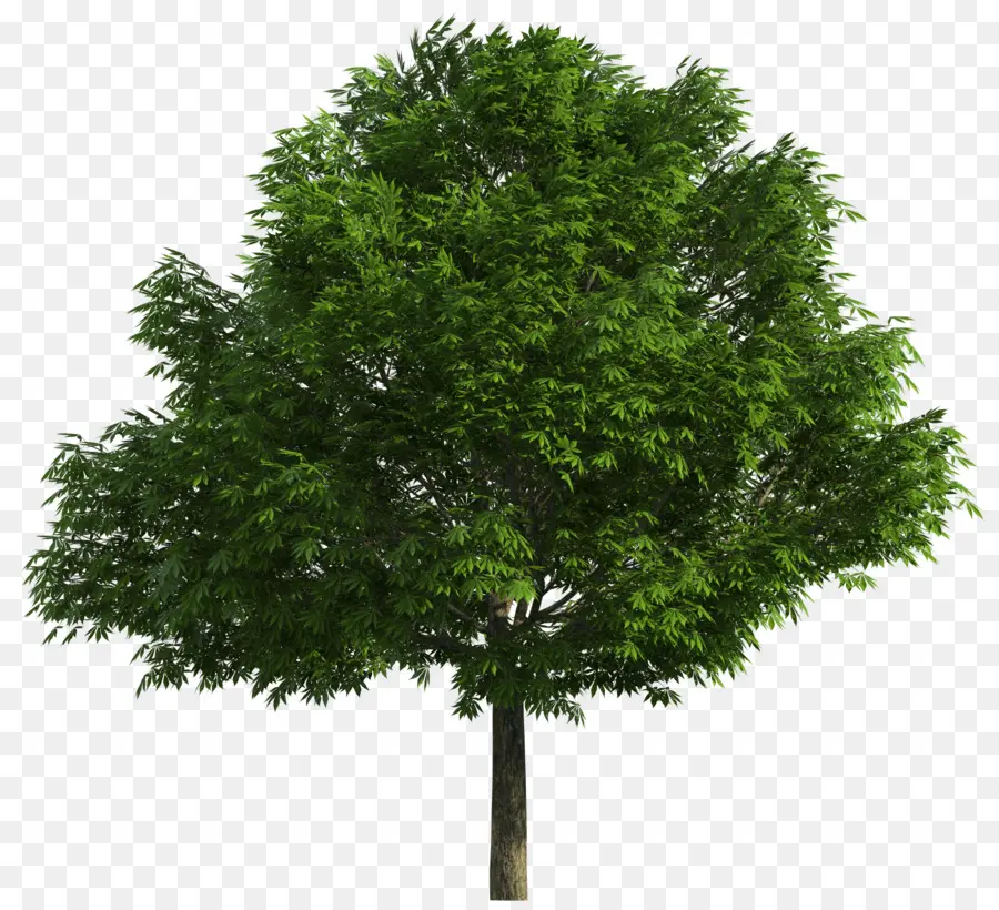австралийский родной деревья，дерево PNG