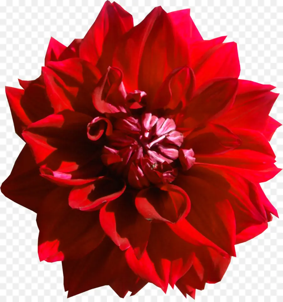 далия，цветок PNG