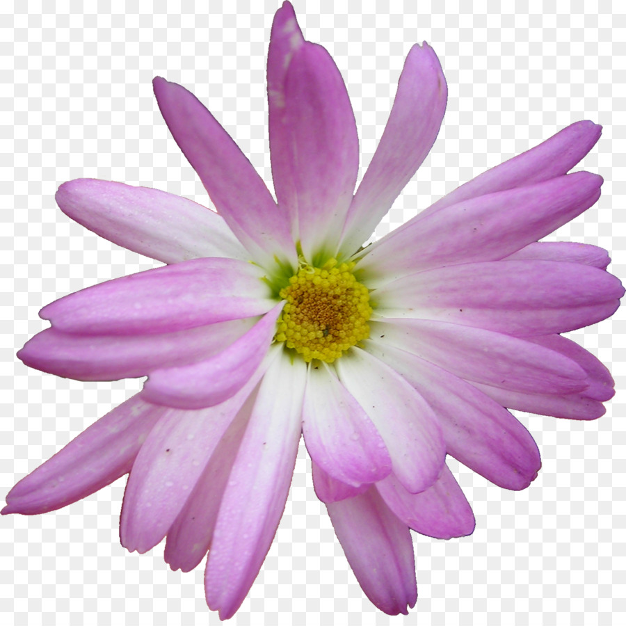 цветок，живопись PNG