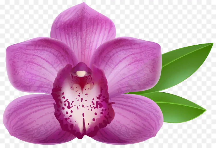 орхидеи，искусство PNG