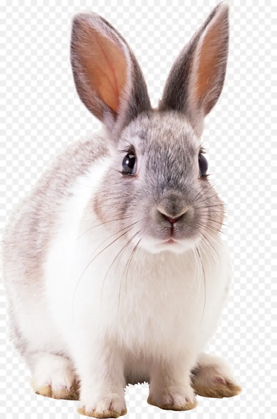 заяц，нидерландский карликовый кролик PNG