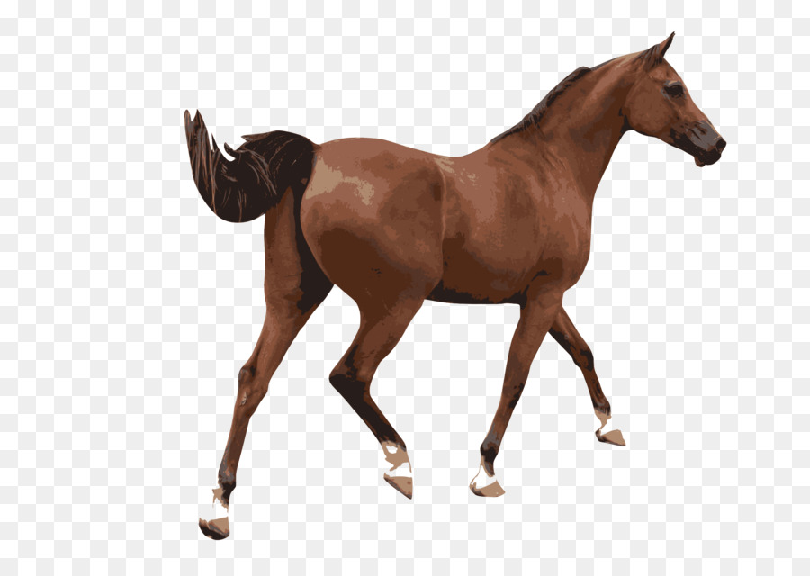 американский пейнтхорс，конный PNG