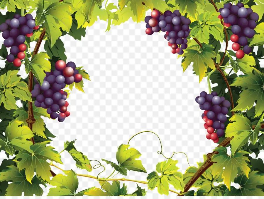 общие винограда，ландшафтный дизайн с фруктами PNG