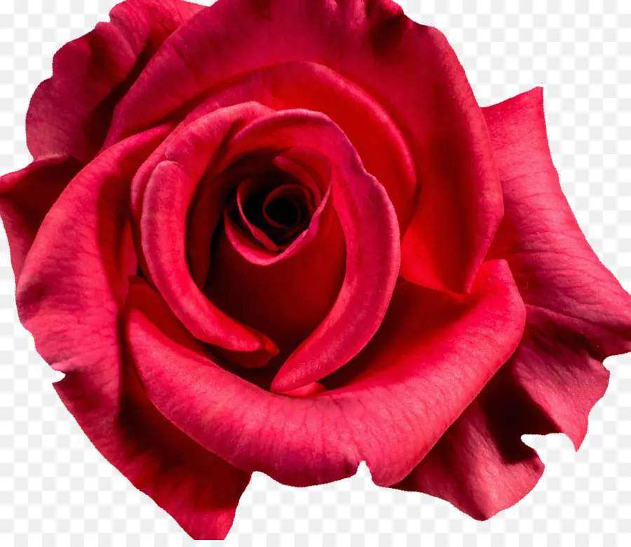 дамасская роза，фотография PNG