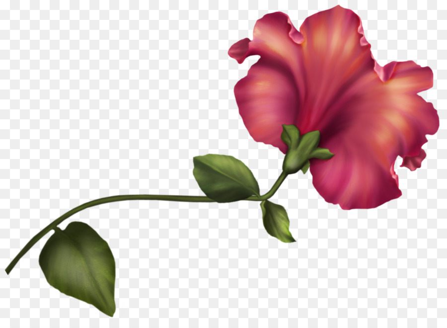 цветок，тюльпан PNG