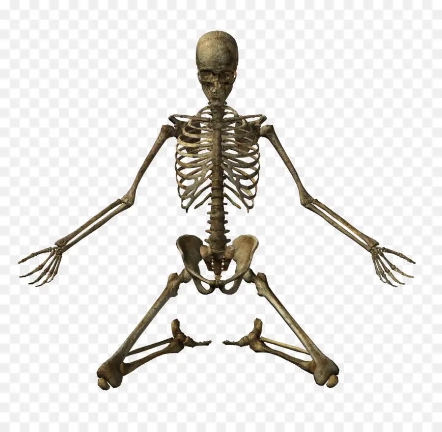 скелет，скелет человека PNG