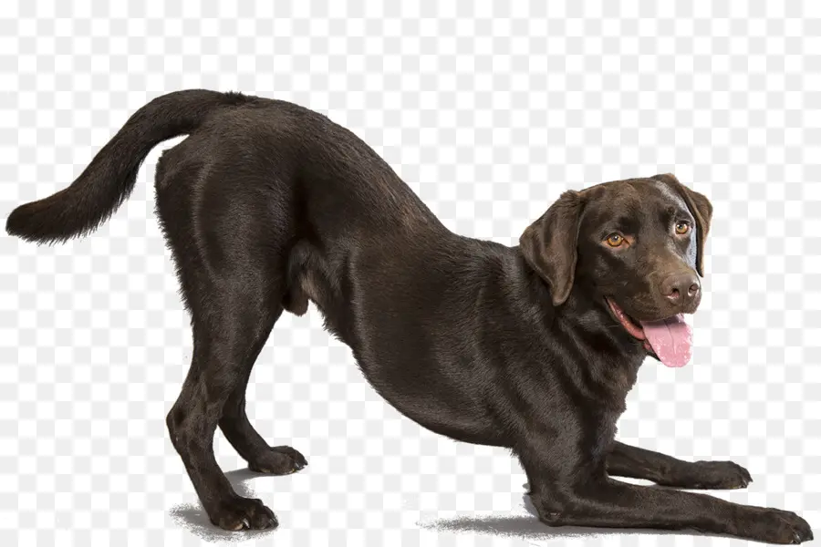 лабрадор ретривер，мексиканская голая собака PNG