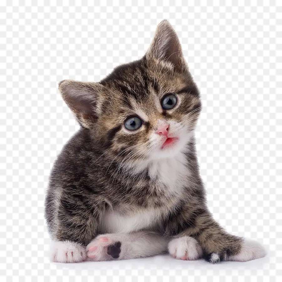 Котенок，Кот PNG