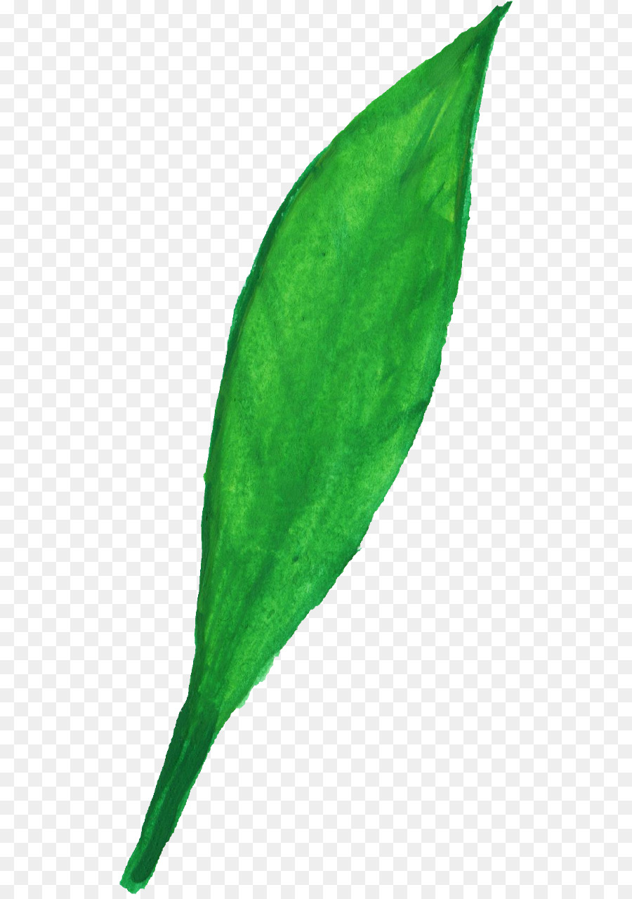 лист，стебель растения PNG