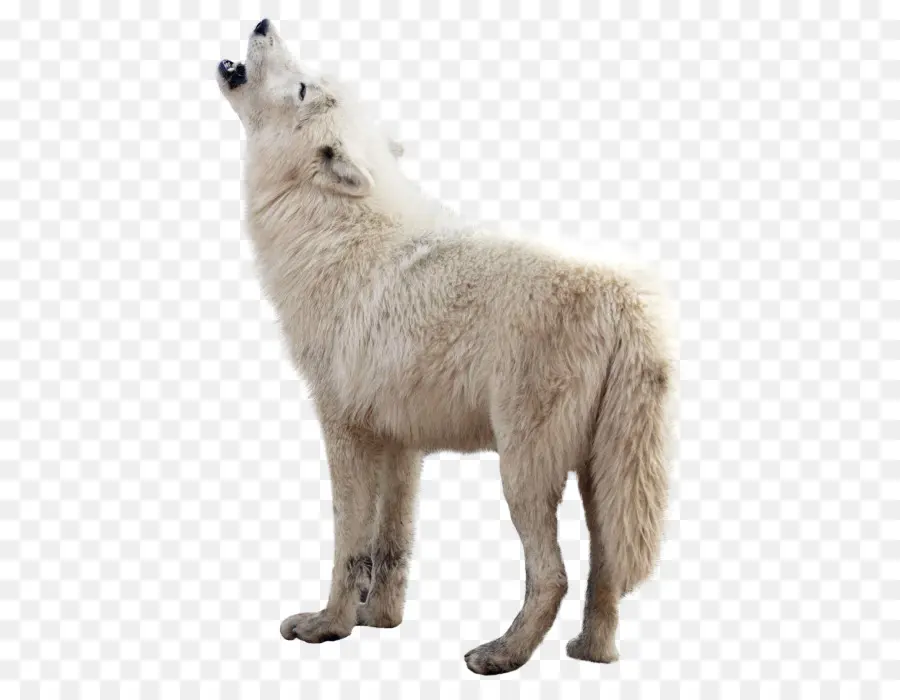 серый волк，компьютерные иконки PNG