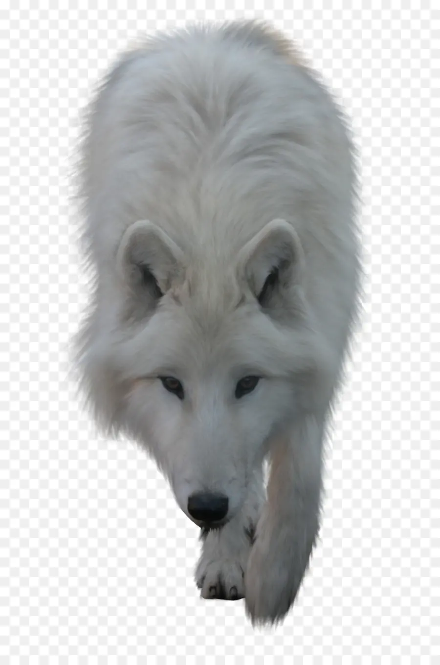 арктический волк，черный волк PNG