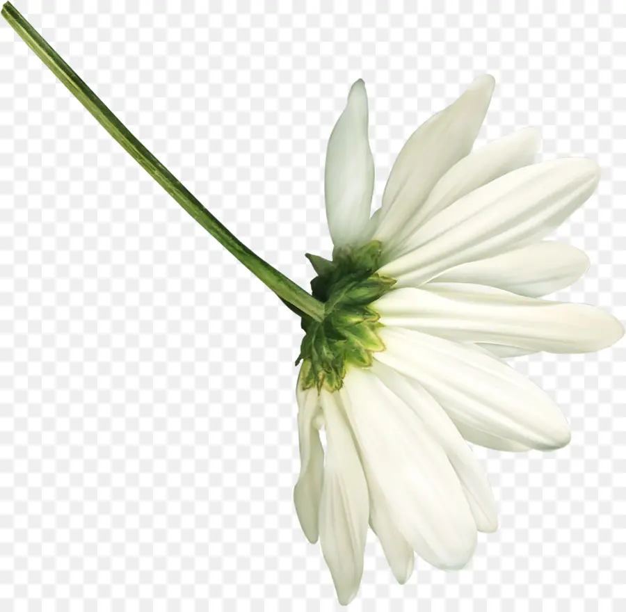 немецкая Ромашка，цветок PNG
