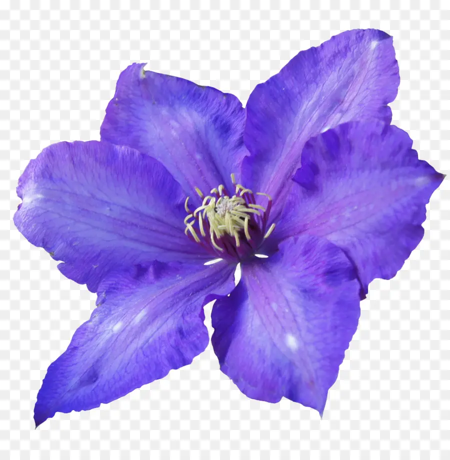 цветок，Вайолет PNG