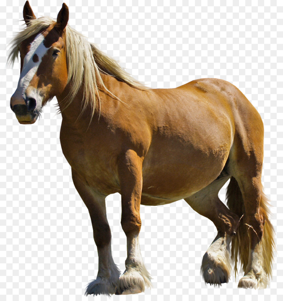 Лошадь на белом фоне