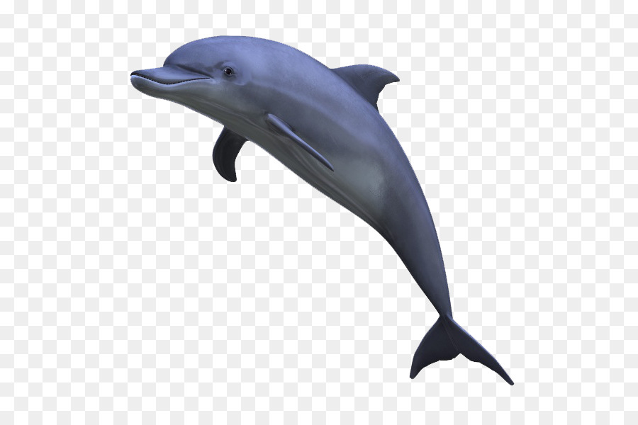 Дельфин. 