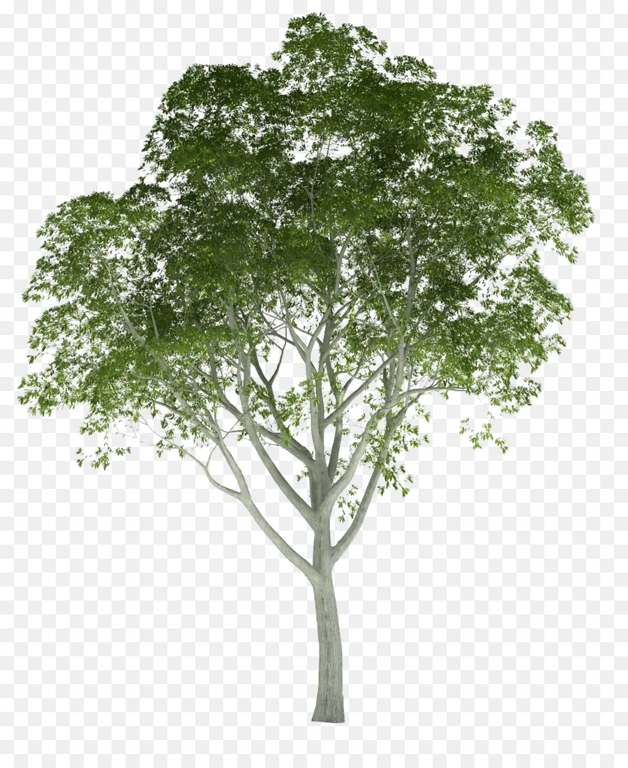 перевода，дерево PNG