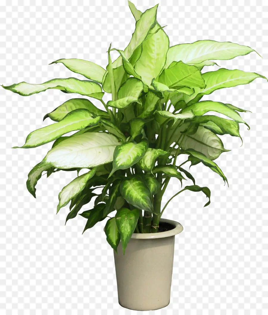 Ravenea，комнатное растение PNG